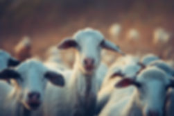 sheep and goat services