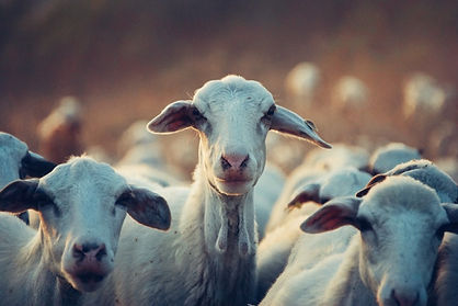 sheep and goat services