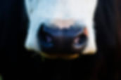 beef cattle veterinary topics