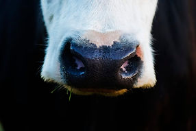 beef cattle veterinary topics