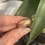 Thumbnail: Gold Wedding Band Textured With Your Own Beach Sand
