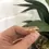 Thumbnail: Gold Wedding Band Textured With Your Own Beach Sand