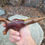 Thumbnail: Manzanita Wood Pipe,  Live Edge, Mapacho, Ceremonial Pipe, Black Walnut 
