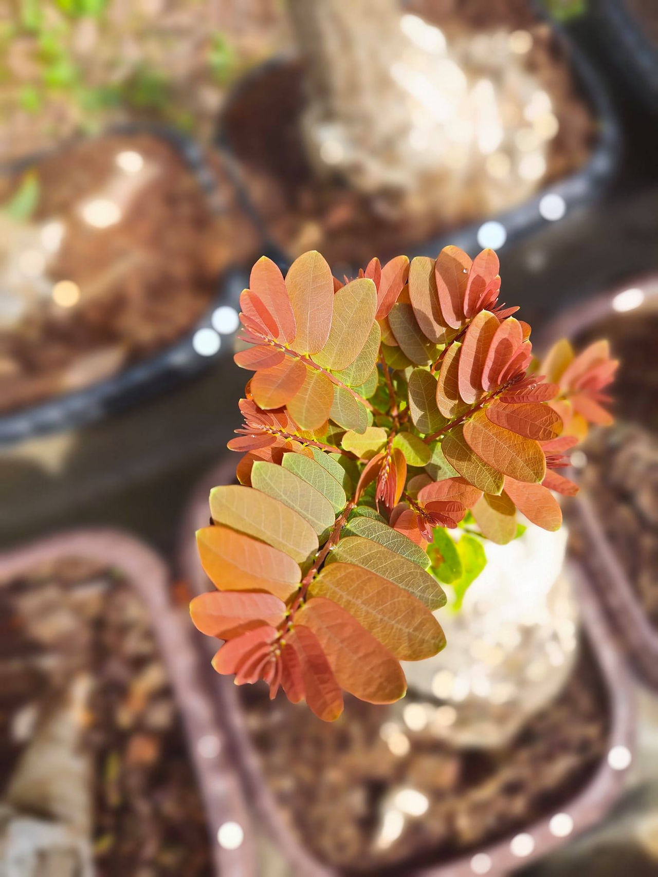 Phyllanthus NoId