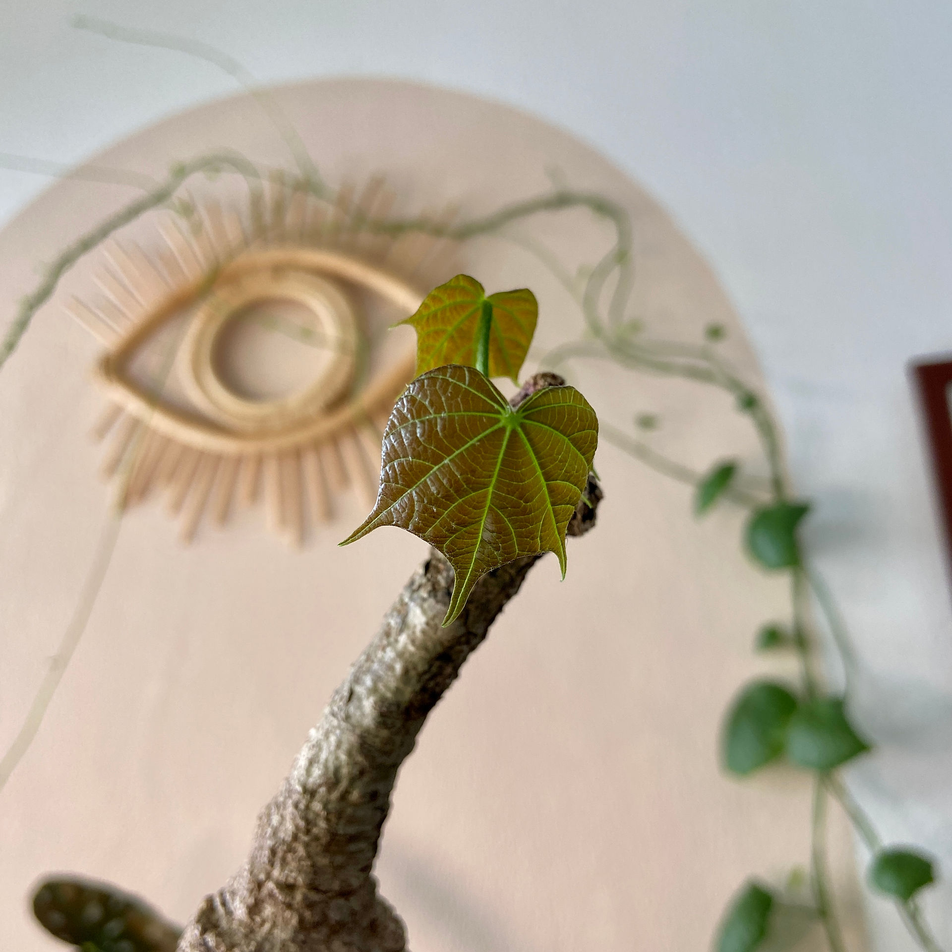 Young leaf of Sterculia Colorata