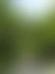 photo of a path in the woods that has been cropped and edited to add figures and more sky