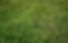 solomon sod centipede photo1.JPG