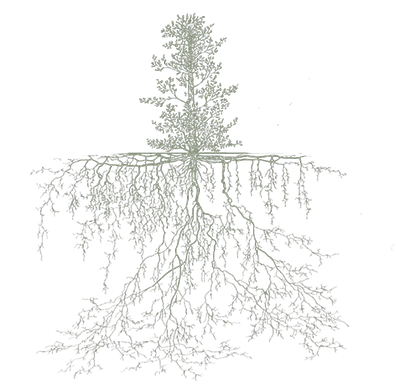 RootDiagram-2green.png