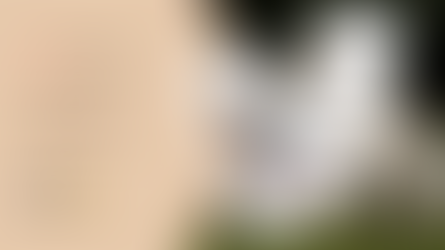 Pet Heroes ( Muito mais que resgatar um animal )