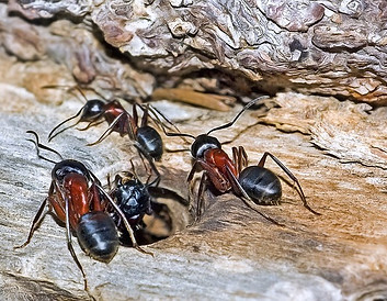 carpenter-ants-kansas-pest-control.jpeg