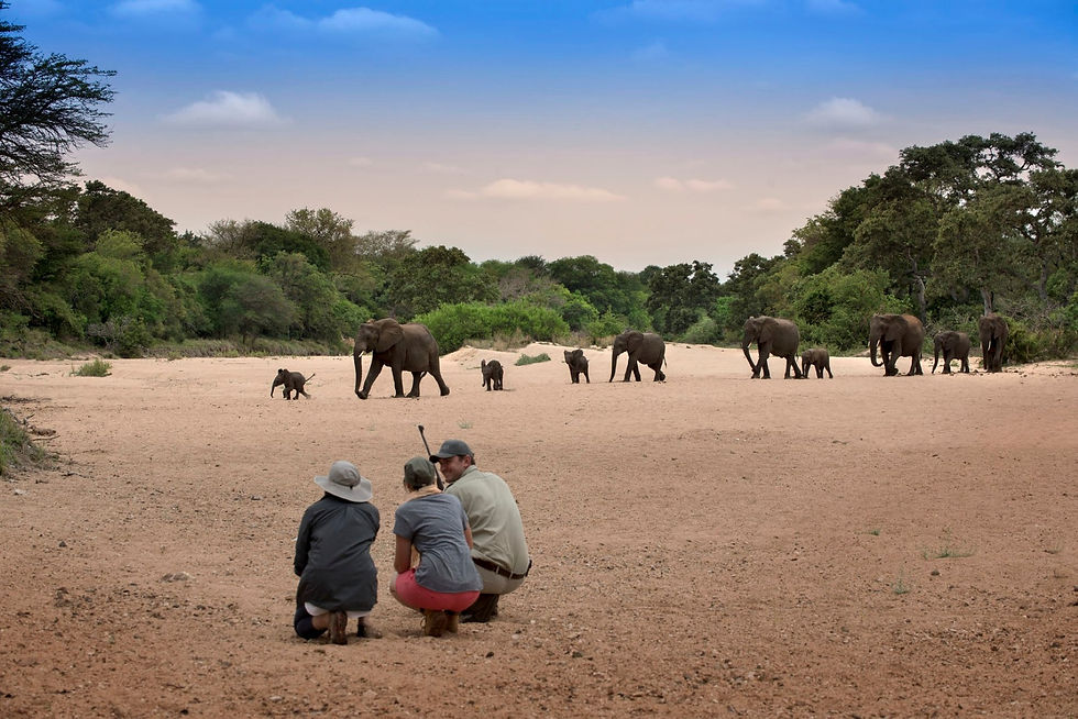 tanda tula safari_guided walks_9