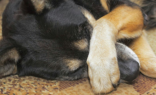 A dog displaying signs of severe distress and discomfort, pawing at its mouth due to a suspected oropharyngeal foreign body.