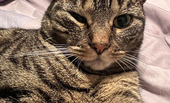 Cat squinting or keeping one eye closed at home, a common sign of eye irritation or eye pain in cats