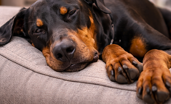 Dog and cat appearing lethargic and weak at home, signs that urgent veterinary assessment may be needed.