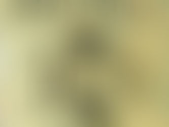 (2038) Vedova per un anno - John Irving (1999)(06/1)