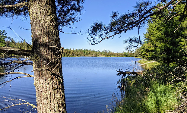 Large pine tree hanging over a quiet lake.