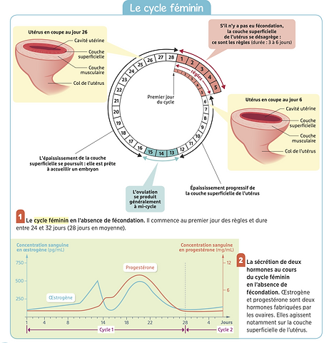 cycle menstruel livre belin.png