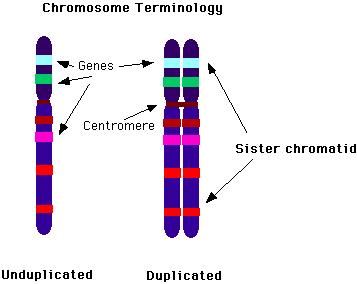 chromosome1.gif