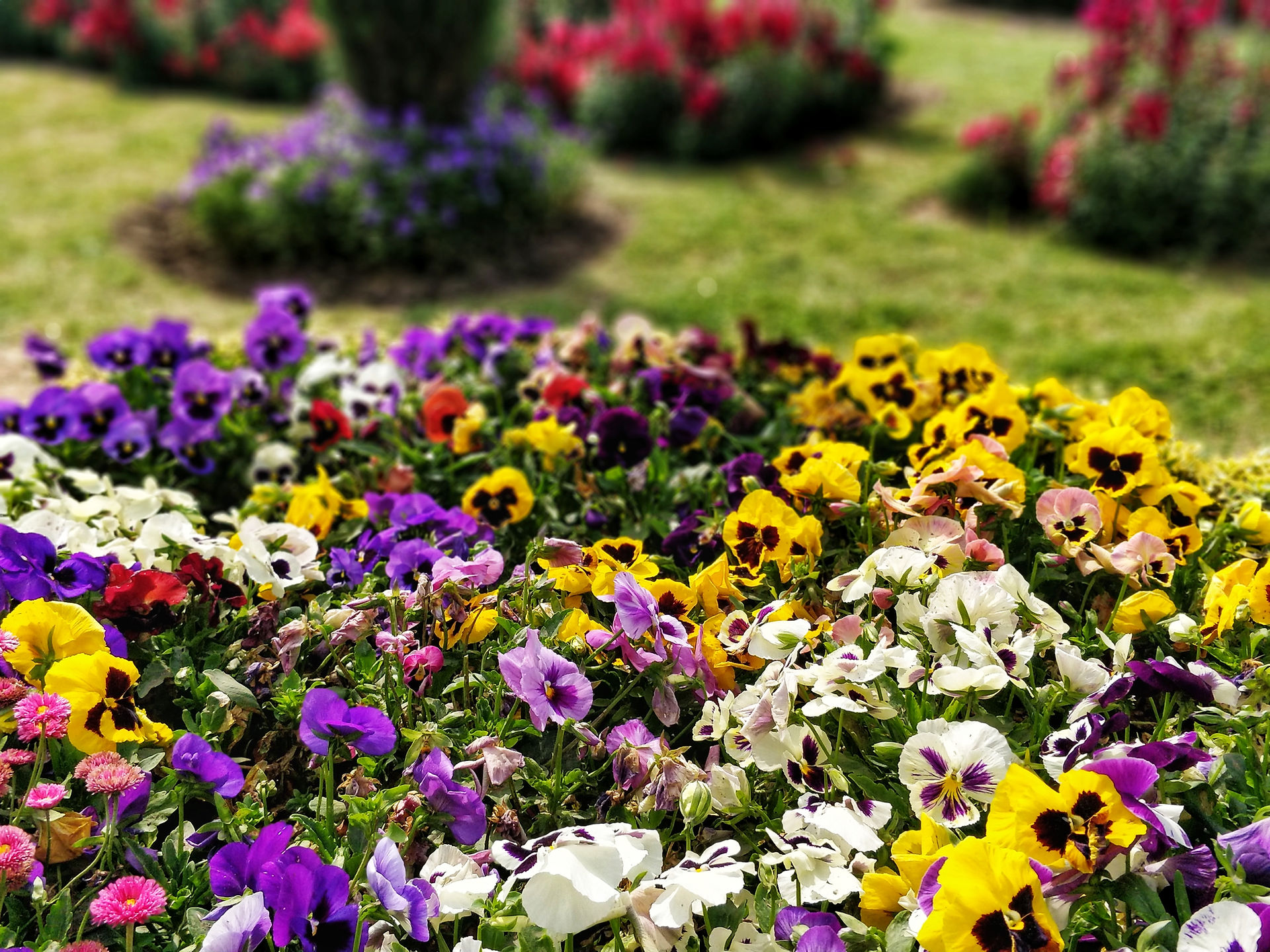 Transformerz@Mughal Garden