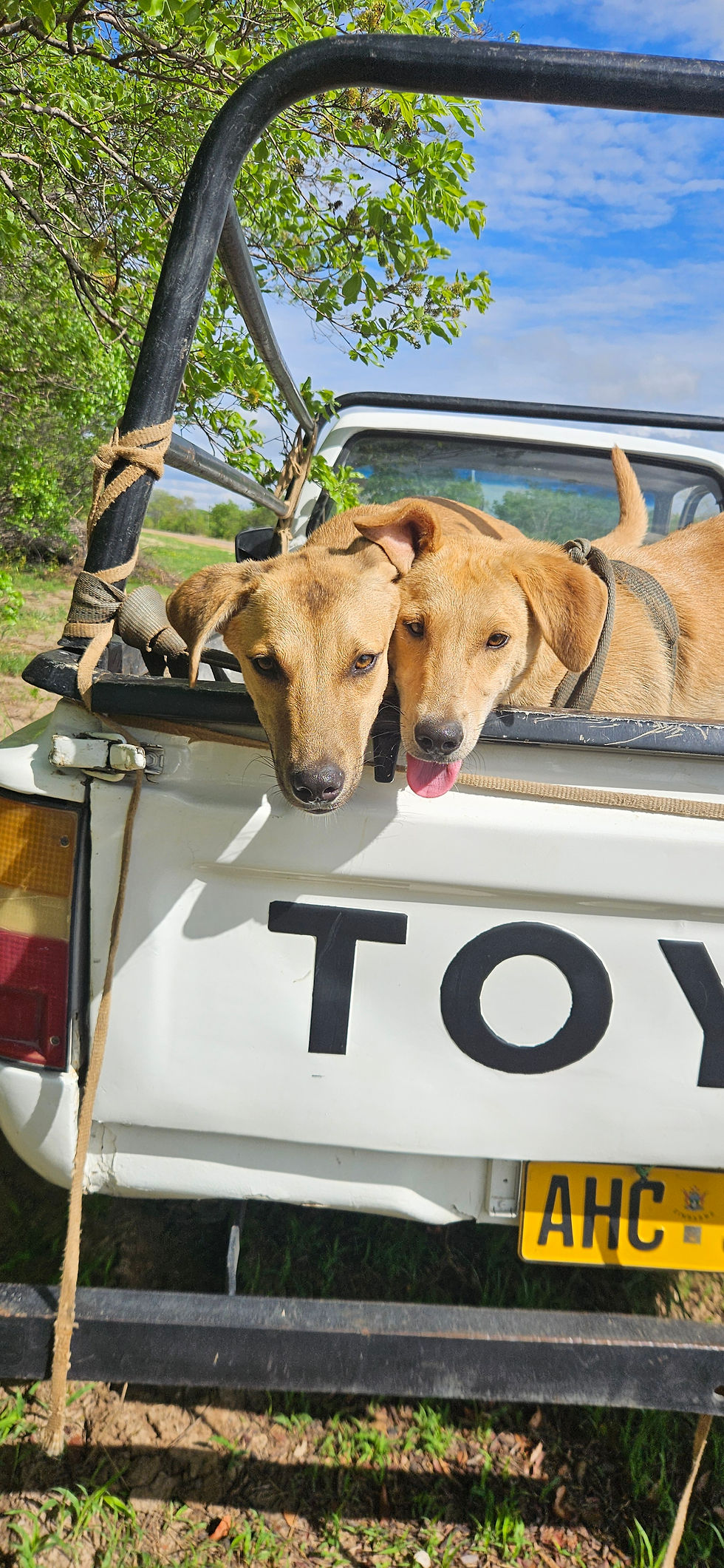 Unsere ersten Patienten