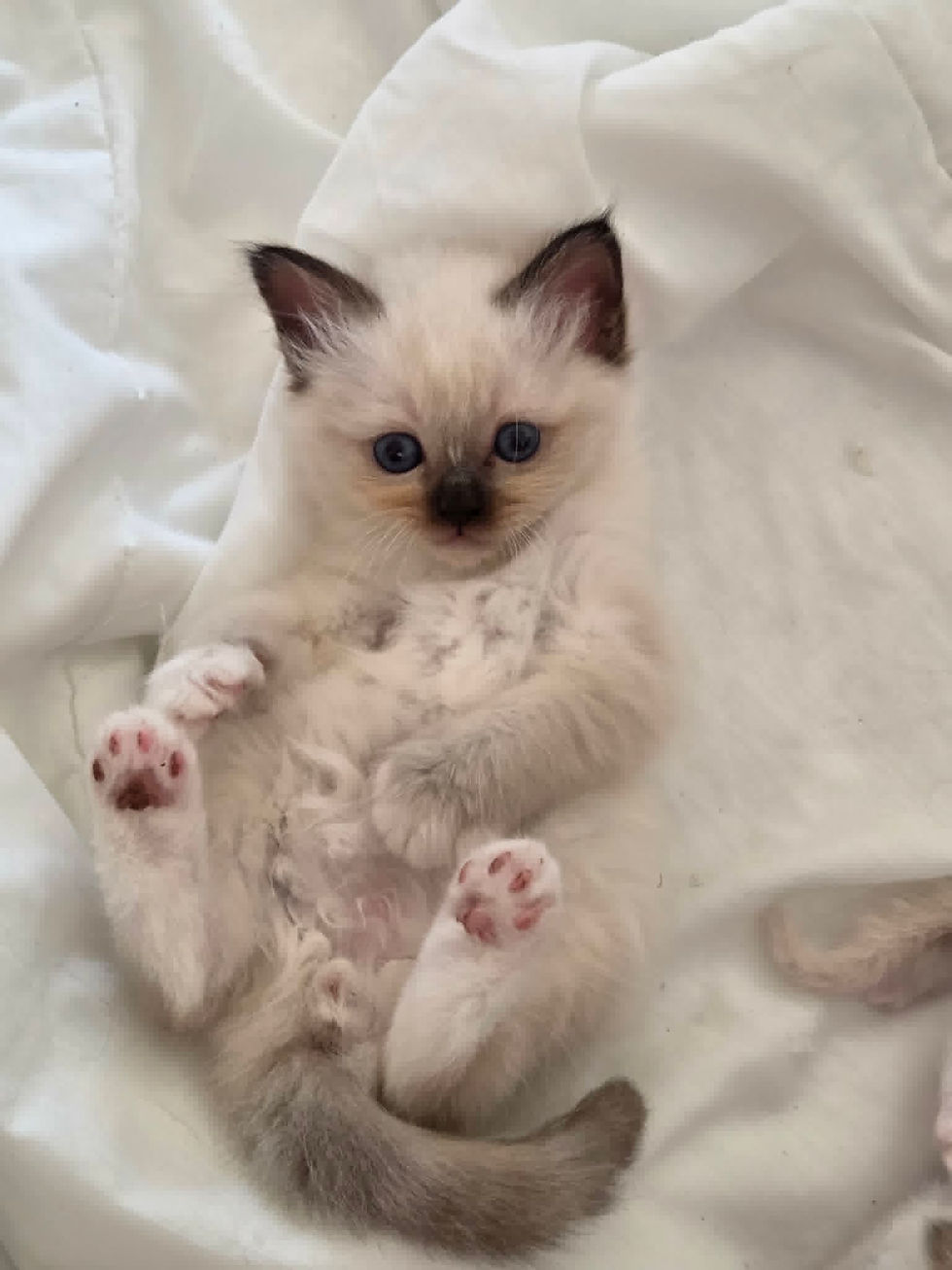 IcefireKittenseal.jpeg