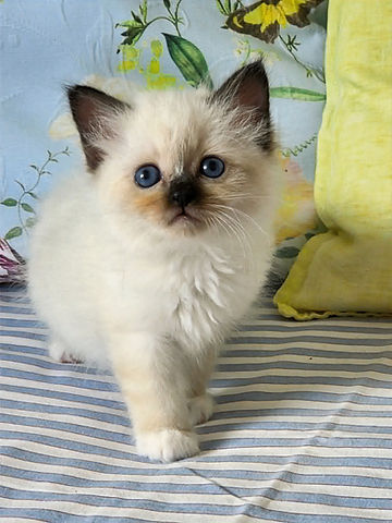 IcefireKittensSeal4_edited.jpg