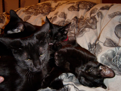 RESCUE FRIDAYS MR.THOM + SAMMI + ISIS + DARKO