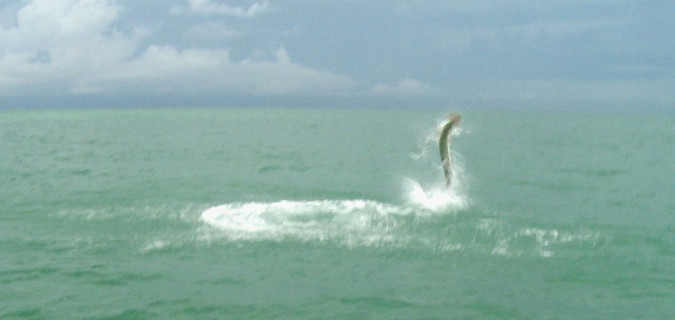 #justfinsfishing