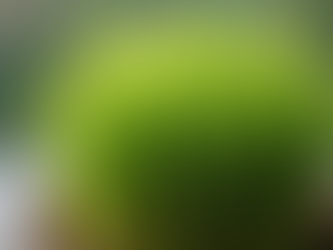 Live Wheatgrass for Happy Pets: A Guide