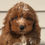 Thumbnail: STORMI ( Female )