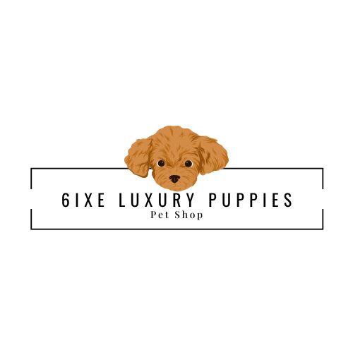 Home | 6ixe Luxury Puppies