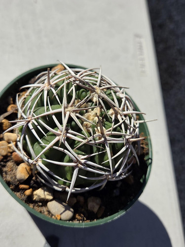 Gymnocalycium Hybopleurum