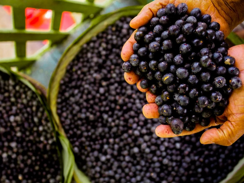 From the Amazon to the World: How Açaí is Grown and Exported Sustainably