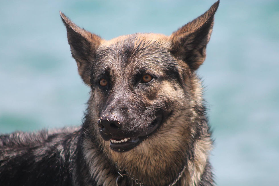 Miniature : Coffret Anima-Zen