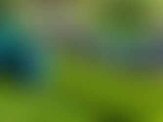 近くのお茶畑にお茶摘みに・・・