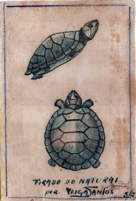 Tartaruguinha 15,5 x 11 cm. Desenho de José Veiga Santos. Crayon sobre papel de seda, c. 1