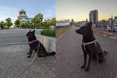 寿商事株式会社の愛犬