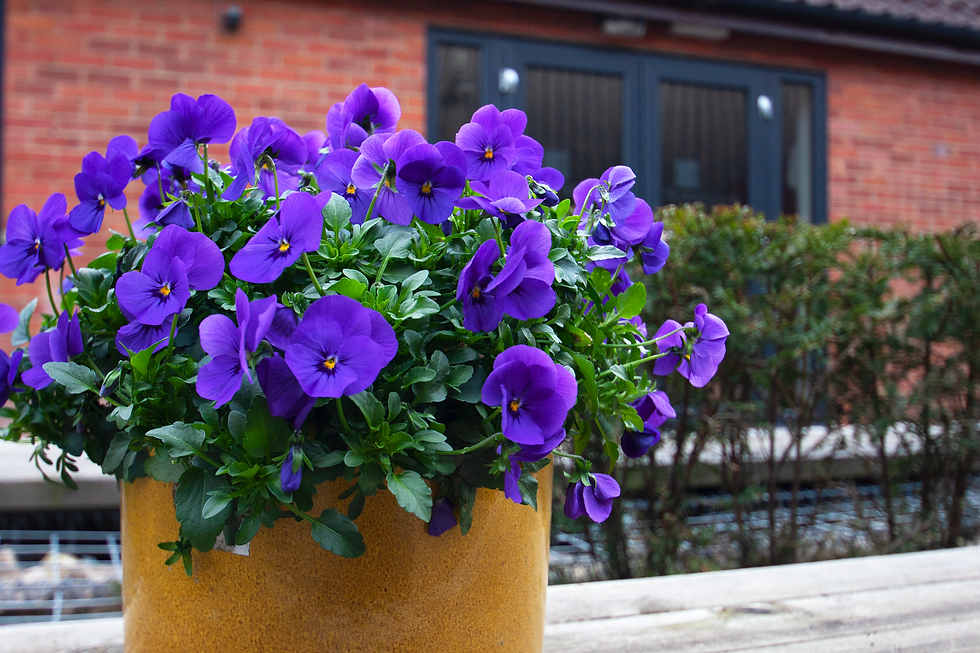 Viola Lifestyle Pot