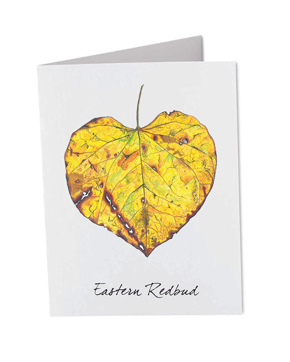 Thumbnail: Second Spring Card Set (5 Pack)