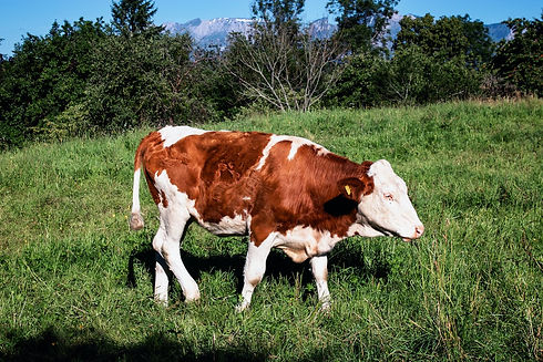 cow in grass.jpeg