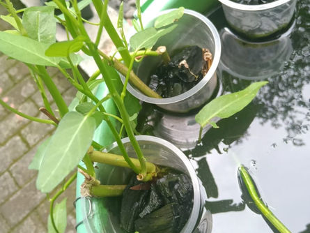 Kombinasi Lele dan Kangkung yang Menguntungkan