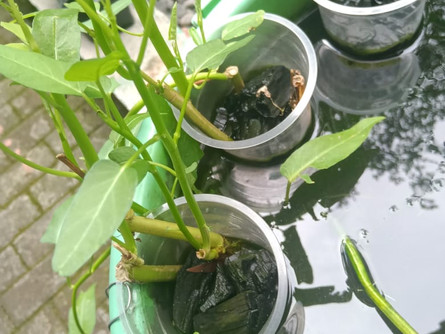 Kombinasi Lele dan Kangkung yang Menguntungkan