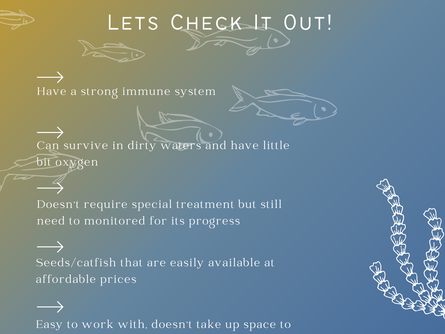 Why Catfish Cultivation?