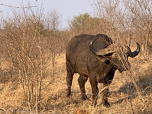 sabi sabi earth lodge kruger south africa samantha sendor