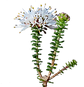 Agathosma muirii (Heart-leaved Buchu.png