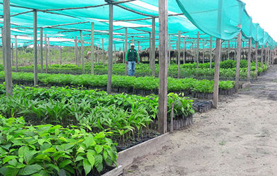 Eloy Durán / Reactivando con el Procompite Forestal
