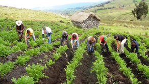 Juan Escobar / Desarrollo del sector agrario (2 de 2) 