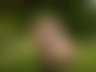 Zulema Manrique / Las cotorras y el zorro