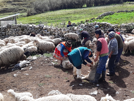 Jórge Arevalo / Los Pastores de la pobreza (1 de 2)