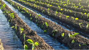 Fernando Cillóniz / Agricultores con agua todo el 2025 